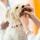 Best Dog Dental Care Near Me: Find a Vet | My Caring Dog – Tips, Stories, and Care Guides for Loving Pet Owners