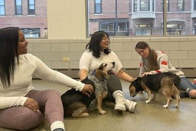 Chicago Animal Welfare My Caring Dog – Tips, Stories, and Care Guides for Loving Pet Owners Chicago Animal Welfare | My Caring Dog – Tips, Stories, and Care Guides for Loving Pet Owners