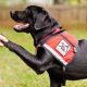 Professional Service Dogs Training: A Guide | My Caring Dog – Tips, Stories, and Care Guides for Loving Pet Owners