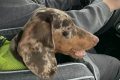 Best Dog Car Seats for Dachshunds: Safe Travels | My Caring Dog – Tips, Stories, and Care Guides for Loving Pet Owners