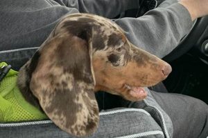 Best Dog Car Seats for Dachshunds: Safe Travels My Caring Dog – Tips, Stories, and Care Guides for Loving Pet Owners Best Dog Car Seats for Dachshunds: Safe Travels | My Caring Dog – Tips, Stories, and Care Guides for Loving Pet Owners