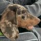 Best Dog Car Seats for Dachshunds: Safe Travels | My Caring Dog – Tips, Stories, and Care Guides for Loving Pet Owners