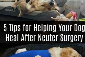 Dog Neuter Aftercare Tips & Recovery Guide My Caring Dog – Tips, Stories, and Care Guides for Loving Pet Owners Dog Neuter Aftercare Tips & Recovery Guide | My Caring Dog – Tips, Stories, and Care Guides for Loving Pet Owners