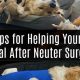 Dog Neuter Aftercare Tips &amp; Recovery Guide | My Caring Dog – Tips, Stories, and Care Guides for Loving Pet Owners