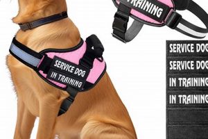 Free Service Dog Vest | My Caring Dog – Tips, Stories, and Care Guides for Loving Pet Owners