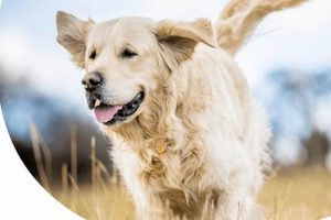 Top Dog Care & Kennels Near Me My Caring Dog – Tips, Stories, and Care Guides for Loving Pet Owners Top Dog Care & Kennels Near Me | My Caring Dog – Tips, Stories, and Care Guides for Loving Pet Owners