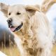 Top Dog Care & Kennels Near Me | My Caring Dog – Tips, Stories, and Care Guides for Loving Pet Owners