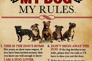 Best Tips to Keep My Dog Safe in the Car My Caring Dog – Tips, Stories, and Care Guides for Loving Pet Owners Best Tips to Keep My Dog Safe in the Car | My Caring Dog – Tips, Stories, and Care Guides for Loving Pet Owners