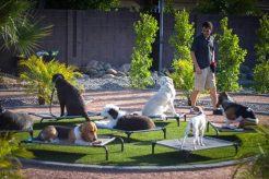 Training Places For Dogs | My Caring Dog – Tips, Stories, and Care Guides for Loving Pet Owners