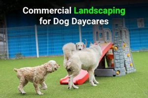 Best Service Dog Companies Near Me: Find Your Match My Caring Dog – Tips, Stories, and Care Guides for Loving Pet Owners Best Service Dog Companies Near Me: Find Your Match | My Caring Dog – Tips, Stories, and Care Guides for Loving Pet Owners