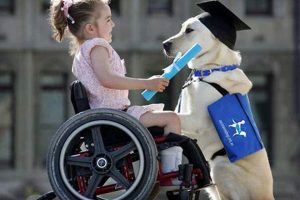Best Disability Dogs for Car Travel | My Caring Dog – Tips, Stories, and Care Guides for Loving Pet Owners