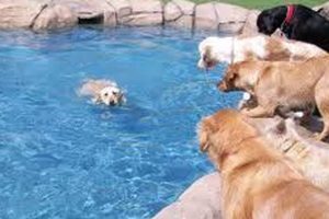 Top Dog Day Care in Miami Beach, FL | My Caring Dog – Tips, Stories, and Care Guides for Loving Pet Owners