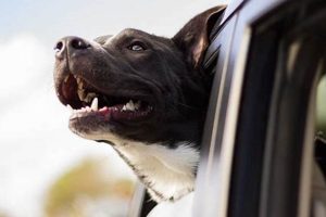 How To Calm A Panting Dog In The Car | My Caring Dog – Tips, Stories, and Care Guides for Loving Pet Owners