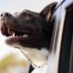 How To Calm A Panting Dog In The Car | My Caring Dog – Tips, Stories, and Care Guides for Loving Pet Owners