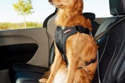Top Dog Car Harness Ratings & Reviews | My Caring Dog – Tips, Stories, and Care Guides for Loving Pet Owners