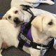 Arizona Service Dogs: Your Guide & Resources | My Caring Dog – Tips, Stories, and Care Guides for Loving Pet Owners
