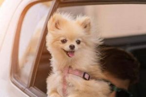 The Joyful Dog in the Car Meme Phenomenon My Caring Dog – Tips, Stories, and Care Guides for Loving Pet Owners The Joyful Dog in the Car Meme Phenomenon | My Caring Dog – Tips, Stories, and Care Guides for Loving Pet Owners
