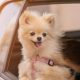 The Joyful Dog in the Car Meme Phenomenon | My Caring Dog – Tips, Stories, and Care Guides for Loving Pet Owners