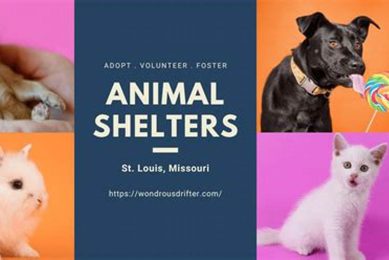 Best No-Kill Animal Shelters in St. Louis, MO My Caring Dog – Tips, Stories, and Care Guides for Loving Pet Owners Best No-Kill Animal Shelters in St. Louis, MO | My Caring Dog – Tips, Stories, and Care Guides for Loving Pet Owners