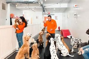 Top Dog Day Care in Hillsborough, NJ My Caring Dog – Tips, Stories, and Care Guides for Loving Pet Owners Top Dog Day Care in Hillsborough, NJ | My Caring Dog – Tips, Stories, and Care Guides for Loving Pet Owners