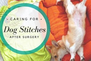 Essential Dog Post-Surgery Care Guide My Caring Dog – Tips, Stories, and Care Guides for Loving Pet Owners Essential Dog Post-Surgery Care Guide | My Caring Dog – Tips, Stories, and Care Guides for Loving Pet Owners