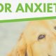 Find Service Dogs for Anxiety Relief Near You | My Caring Dog – Tips, Stories, and Care Guides for Loving Pet Owners