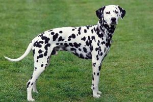 Top Dogf Accessories for Your Car Dog My Caring Dog – Tips, Stories, and Care Guides for Loving Pet Owners Top Dogf Accessories for Your Car Dog | My Caring Dog – Tips, Stories, and Care Guides for Loving Pet Owners