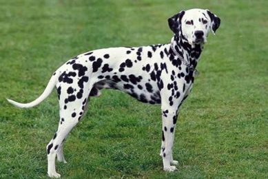 Top Dogf Accessories for Your Car Dog My Caring Dog – Tips, Stories, and Care Guides for Loving Pet Owners Top Dogf Accessories for Your Car Dog | My Caring Dog – Tips, Stories, and Care Guides for Loving Pet Owners