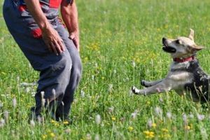 Find Service Dogs Near You: Top Providers My Caring Dog – Tips, Stories, and Care Guides for Loving Pet Owners Find Service Dogs Near You: Top Providers | My Caring Dog – Tips, Stories, and Care Guides for Loving Pet Owners