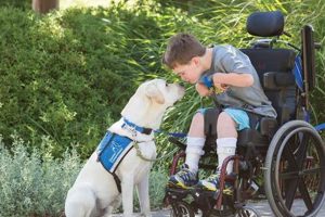 Dogs Helping People With Disabilities My Caring Dog – Tips, Stories, and Care Guides for Loving Pet Owners Dogs Helping People With Disabilities | My Caring Dog – Tips, Stories, and Care Guides for Loving Pet Owners