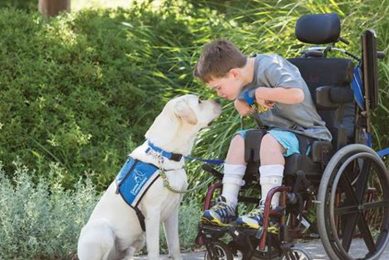 Dogs Helping People With Disabilities My Caring Dog – Tips, Stories, and Care Guides for Loving Pet Owners Dogs Helping People With Disabilities | My Caring Dog – Tips, Stories, and Care Guides for Loving Pet Owners