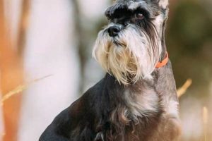 Expert Cropped Dog Ear Care After Surgery My Caring Dog – Tips, Stories, and Care Guides for Loving Pet Owners Expert Cropped Dog Ear Care After Surgery | My Caring Dog – Tips, Stories, and Care Guides for Loving Pet Owners