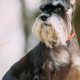 Expert Cropped Dog Ear Care After Surgery | My Caring Dog – Tips, Stories, and Care Guides for Loving Pet Owners