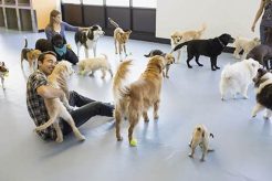 Best Service Dog Training in San Francisco CA My Caring Dog – Tips, Stories, and Care Guides for Loving Pet Owners Best Service Dog Training in San Francisco CA | My Caring Dog – Tips, Stories, and Care Guides for Loving Pet Owners
