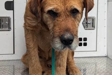 Best Petfinder St. Louis MO Dogs for Cars My Caring Dog – Tips, Stories, and Care Guides for Loving Pet Owners Best Petfinder St. Louis MO Dogs for Cars | My Caring Dog – Tips, Stories, and Care Guides for Loving Pet Owners