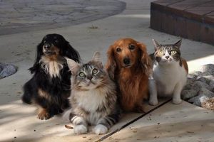Is a Cat or Dog Easier to Care For: A Pet Owner's Guide My Caring Dog – Tips, Stories, and Care Guides for Loving Pet Owners Is a Cat or Dog Easier to Care For: A Pet Owner's Guide | My Caring Dog – Tips, Stories, and Care Guides for Loving Pet Owners