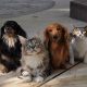 Is a Cat or Dog Easier to Care For: A Pet Owner's Guide | My Caring Dog – Tips, Stories, and Care Guides for Loving Pet Owners
