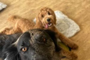 Top Dogs: Dripping Boarding & Day Care Excellence My Caring Dog – Tips, Stories, and Care Guides for Loving Pet Owners Top Dogs: Dripping Boarding & Day Care Excellence | My Caring Dog – Tips, Stories, and Care Guides for Loving Pet Owners
