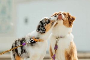 Expert Tips: Caring for Two Dogs Made Easy My Caring Dog – Tips, Stories, and Care Guides for Loving Pet Owners Expert Tips: Caring for Two Dogs Made Easy | My Caring Dog – Tips, Stories, and Care Guides for Loving Pet Owners