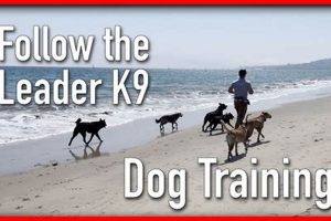 Follow The Leader K9 | My Caring Dog – Tips, Stories, and Care Guides for Loving Pet Owners