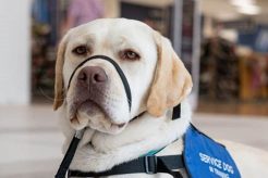 Where To Get A Fully Trained Service Dog | My Caring Dog – Tips, Stories, and Care Guides for Loving Pet Owners
