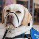 Where To Get A Fully Trained Service Dog | My Caring Dog – Tips, Stories, and Care Guides for Loving Pet Owners