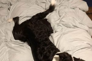 The Ultimate Guide to Border Collie Sploot My Caring Dog – Tips, Stories, and Care Guides for Loving Pet Owners The Ultimate Guide to Border Collie Sploot | My Caring Dog – Tips, Stories, and Care Guides for Loving Pet Owners