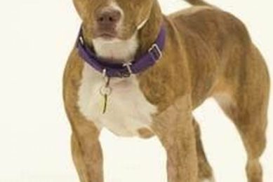 Best Pit Bull Rescue Centers in St. Louis My Caring Dog – Tips, Stories, and Care Guides for Loving Pet Owners Best Pit Bull Rescue Centers in St. Louis | My Caring Dog – Tips, Stories, and Care Guides for Loving Pet Owners