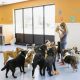 Best Dog Day Care Center in Townsville | Top Rated | My Caring Dog – Tips, Stories, and Care Guides for Loving Pet Owners
