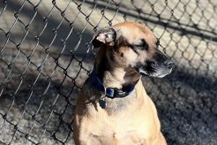 Best Dog Day Care in Asheville NC: Top Choices My Caring Dog – Tips, Stories, and Care Guides for Loving Pet Owners Best Dog Day Care in Asheville NC: Top Choices | My Caring Dog – Tips, Stories, and Care Guides for Loving Pet Owners