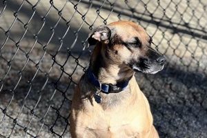 Best Dog Day Care in Asheville NC: Top Choices My Caring Dog – Tips, Stories, and Care Guides for Loving Pet Owners Best Dog Day Care in Asheville NC: Top Choices | My Caring Dog – Tips, Stories, and Care Guides for Loving Pet Owners