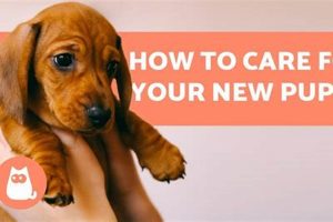 The Ultimate Guide to Puppy Care My Caring Dog – Tips, Stories, and Care Guides for Loving Pet Owners The Ultimate Guide to Puppy Care | My Caring Dog – Tips, Stories, and Care Guides for Loving Pet Owners