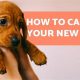 The Ultimate Guide to Puppy Care | My Caring Dog – Tips, Stories, and Care Guides for Loving Pet Owners