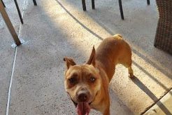 Top Dog Day Care in Bakersfield, CA My Caring Dog – Tips, Stories, and Care Guides for Loving Pet Owners Top Dog Day Care in Bakersfield, CA | My Caring Dog – Tips, Stories, and Care Guides for Loving Pet Owners